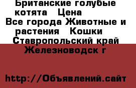 Британские голубые котята › Цена ­ 5 000 - Все города Животные и растения » Кошки   . Ставропольский край,Железноводск г.